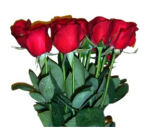 bouquet of roses